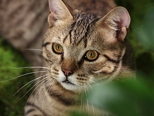 猫粮摄影 | 弗列加特猫罐头拍摄 | 部分花絮