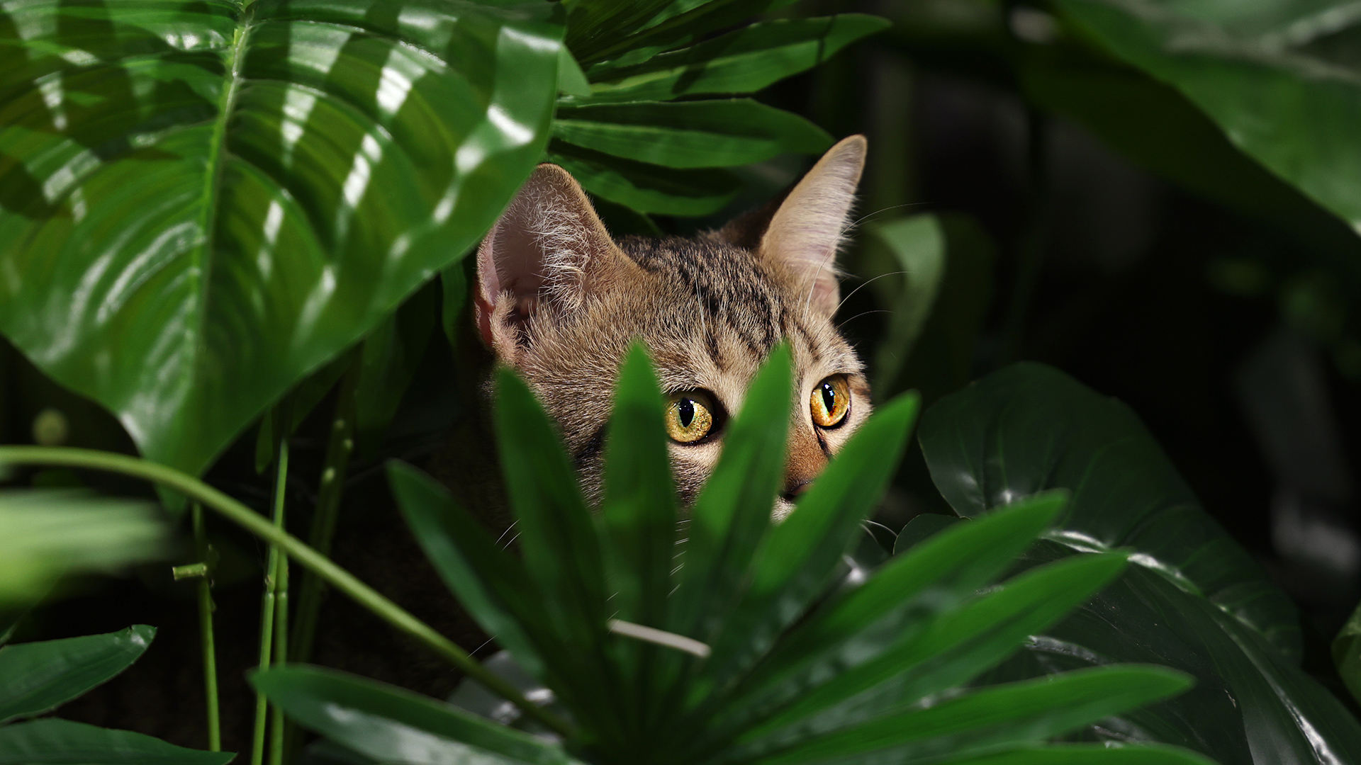 小周董的個(gè)人主頁(yè)（封面預(yù)覽） - 主頁(yè)封面設(shè)置 - 站酷設(shè)計(jì)師小周董原創(chuàng)素材 - 站酷ZCOOL