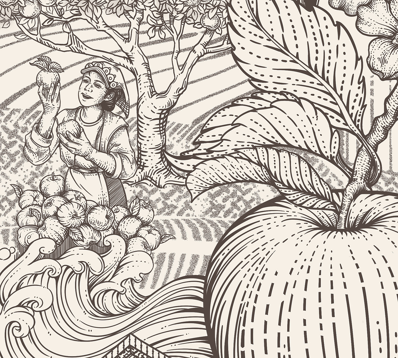 黑水苹果×水果包装设计