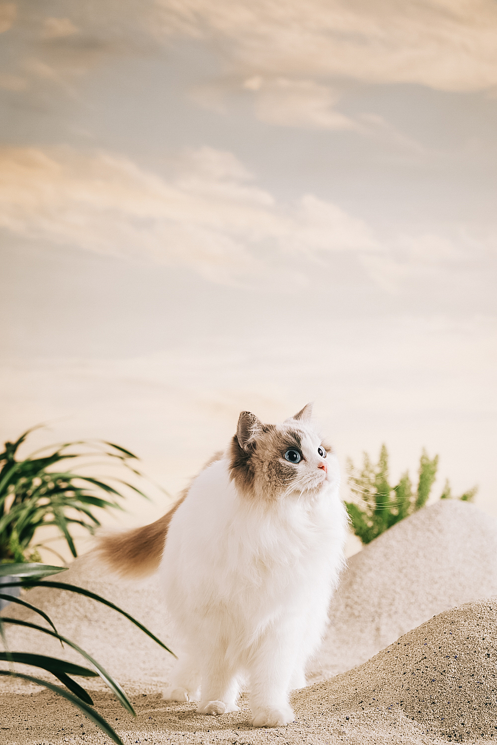 一些电商猫砂拍摄的零零碎碎