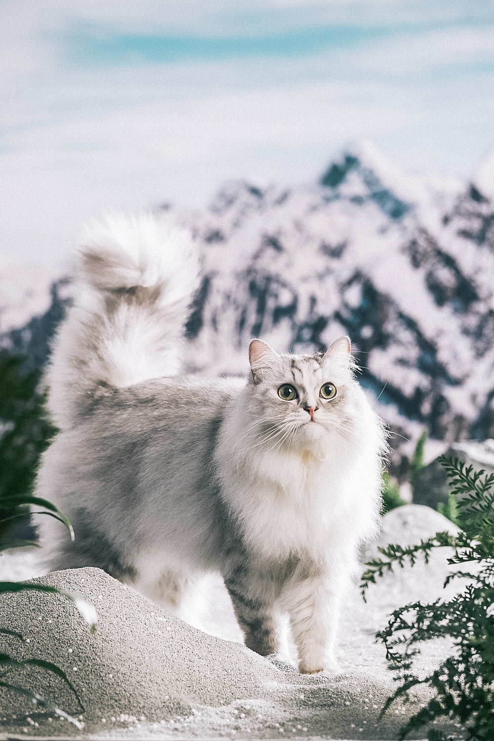 一些电商猫砂拍摄的零零碎碎
