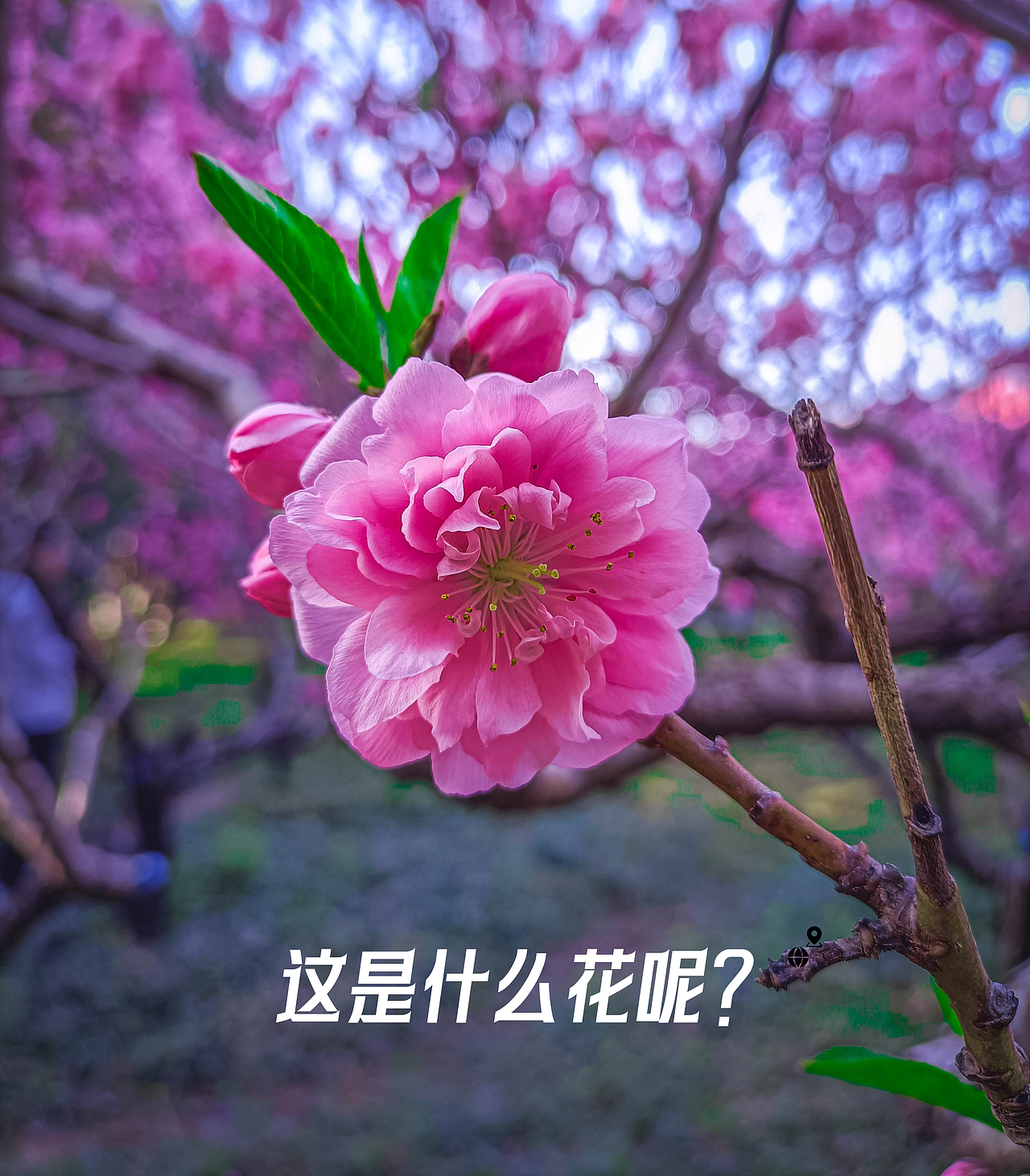 拍照日记-01（图ZMzcxNzIxNDQ0） - 风光摄影 - 站酷设计师虎玺海星原创素材 - 站酷ZCOOL