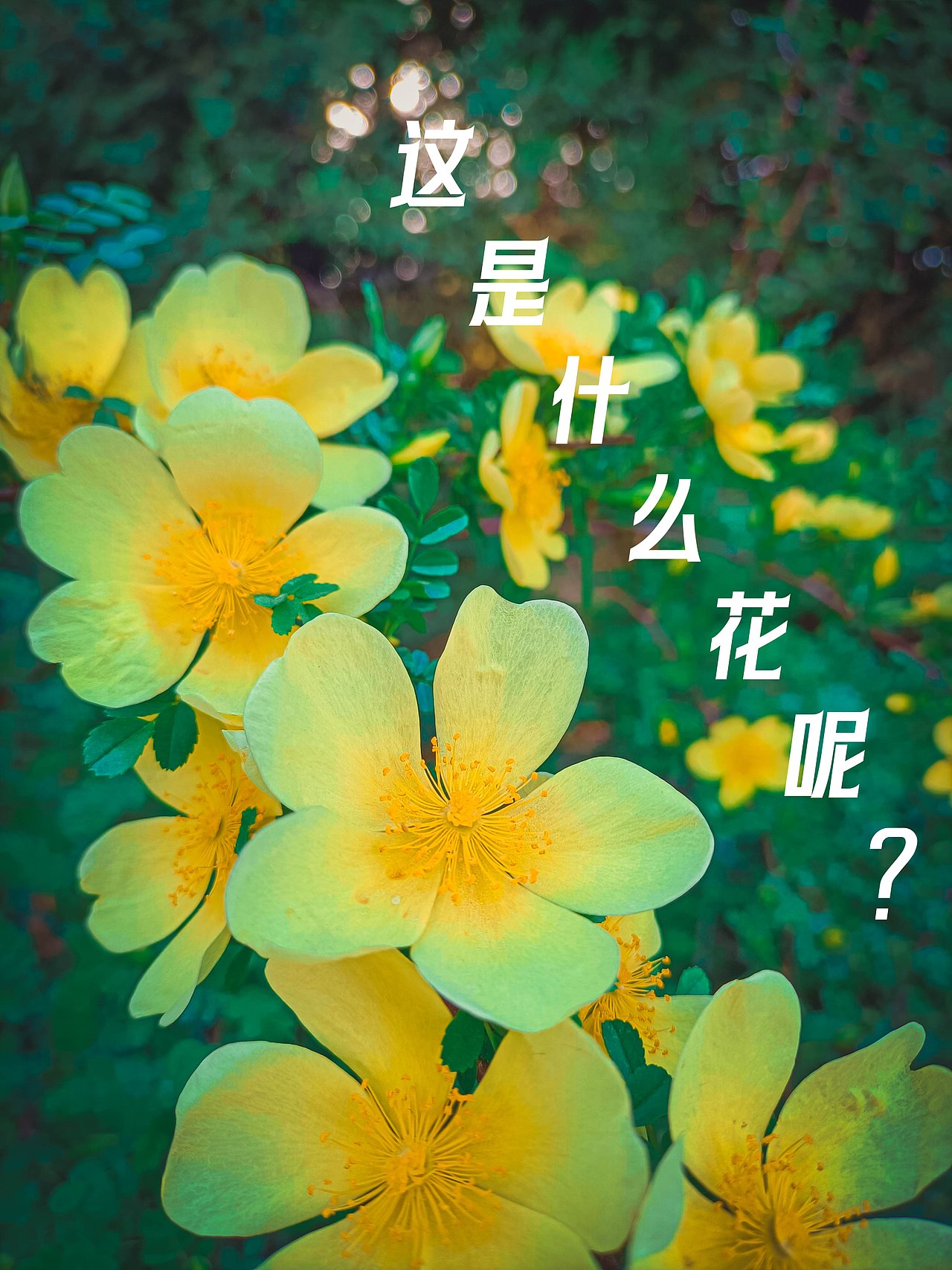 拍照日记-02（图ZMzcxNzIyMjI0） - 风光摄影 - 站酷设计师虎玺海星原创素材 - 站酷ZCOOL