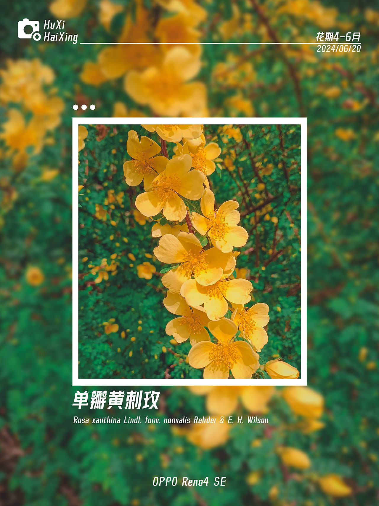 拍照日记-02（图ZMzcxNzIyMjI4） - 风光摄影 - 站酷设计师虎玺海星原创素材 - 站酷ZCOOL