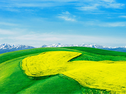 雪山下的油菜花