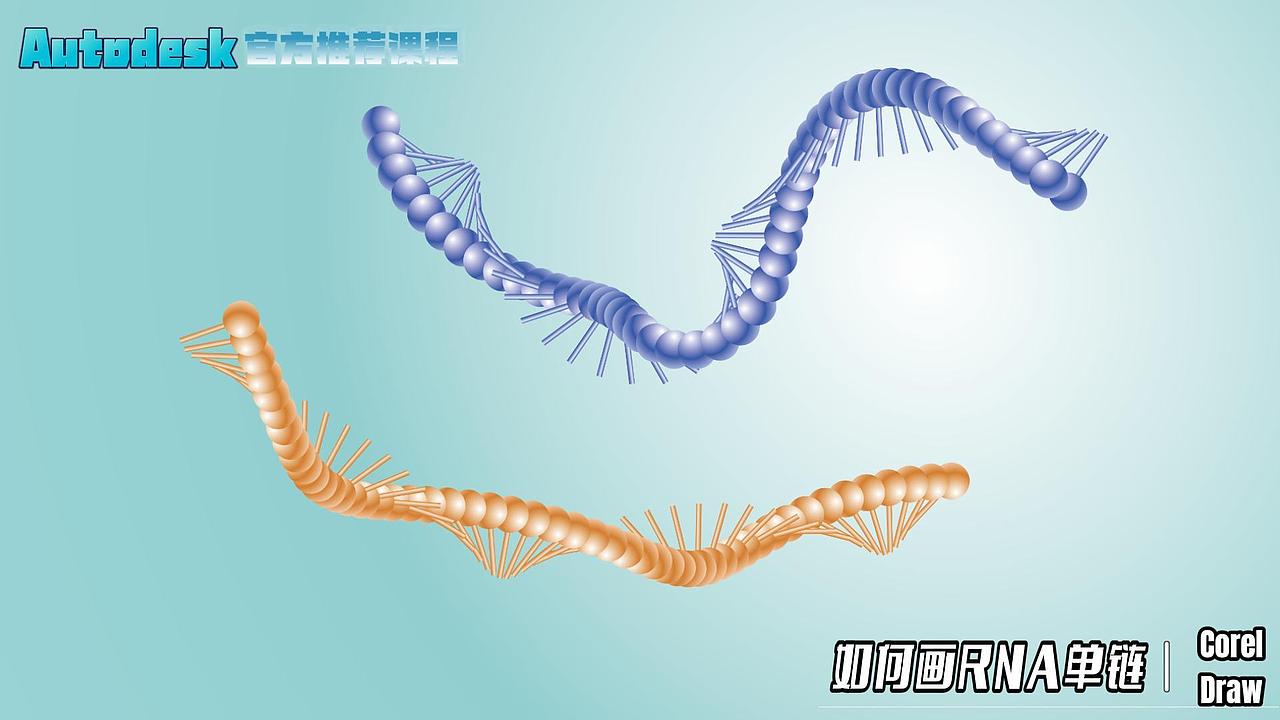 Sci科研制图 | 如何用CorelDraw绘制RNA单链（图ZMzcxODUyMTUy） - 其他三维 - 站酷设计师科学颜习社原创素材 - 站酷ZCOOL