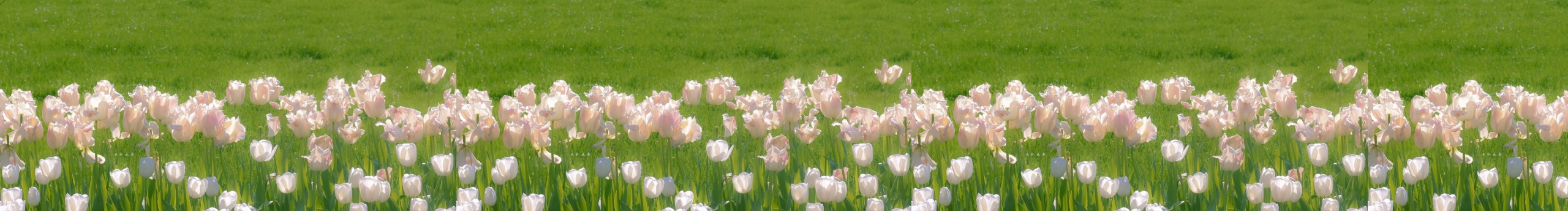 ShiNiA549的个人主页（封面预览） - 主页封面设置 - 站酷设计师ShiNiA549原创素材 - 站酷ZCOOL