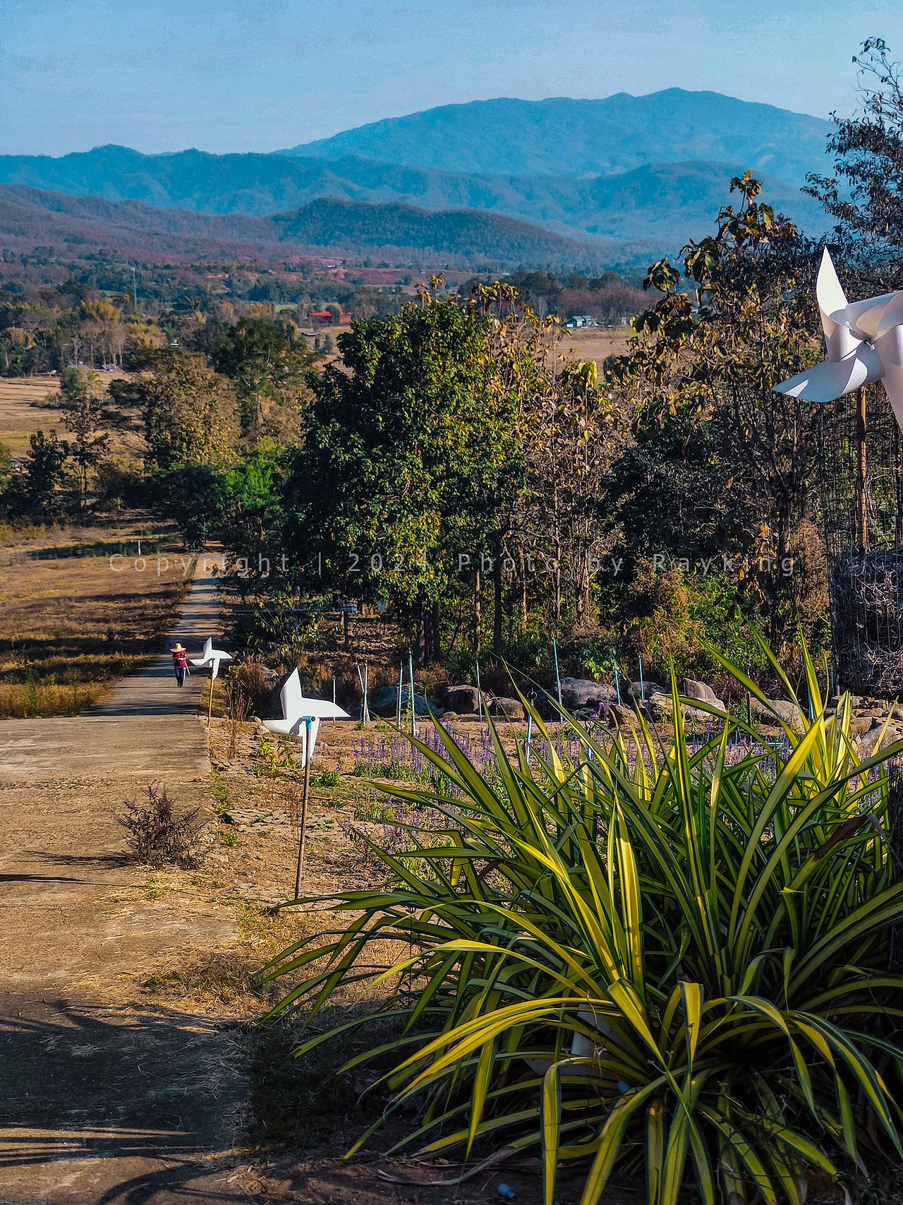 爱在拜城|梦中的原野稻香