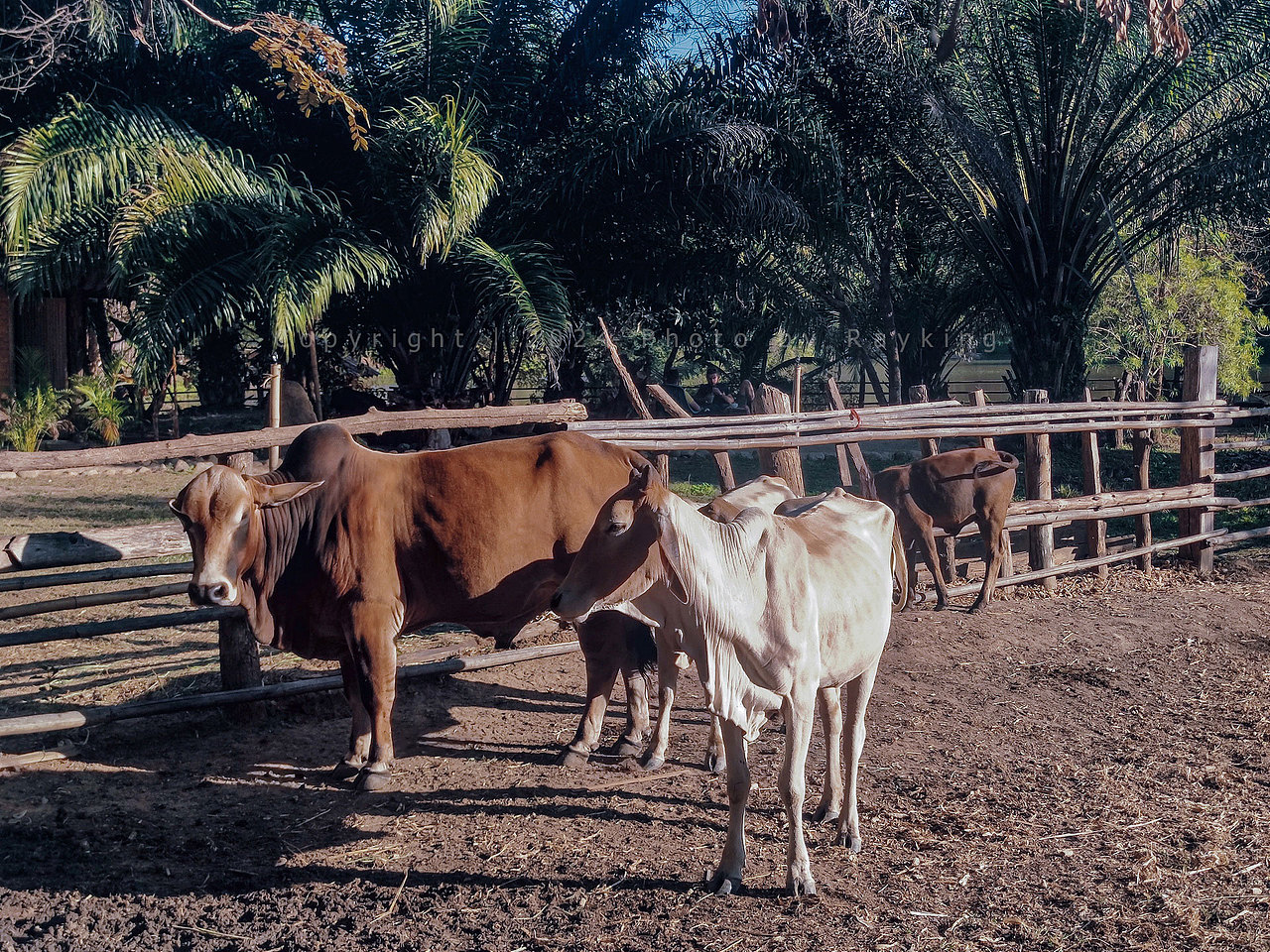 爱在拜城|梦中的原野稻香