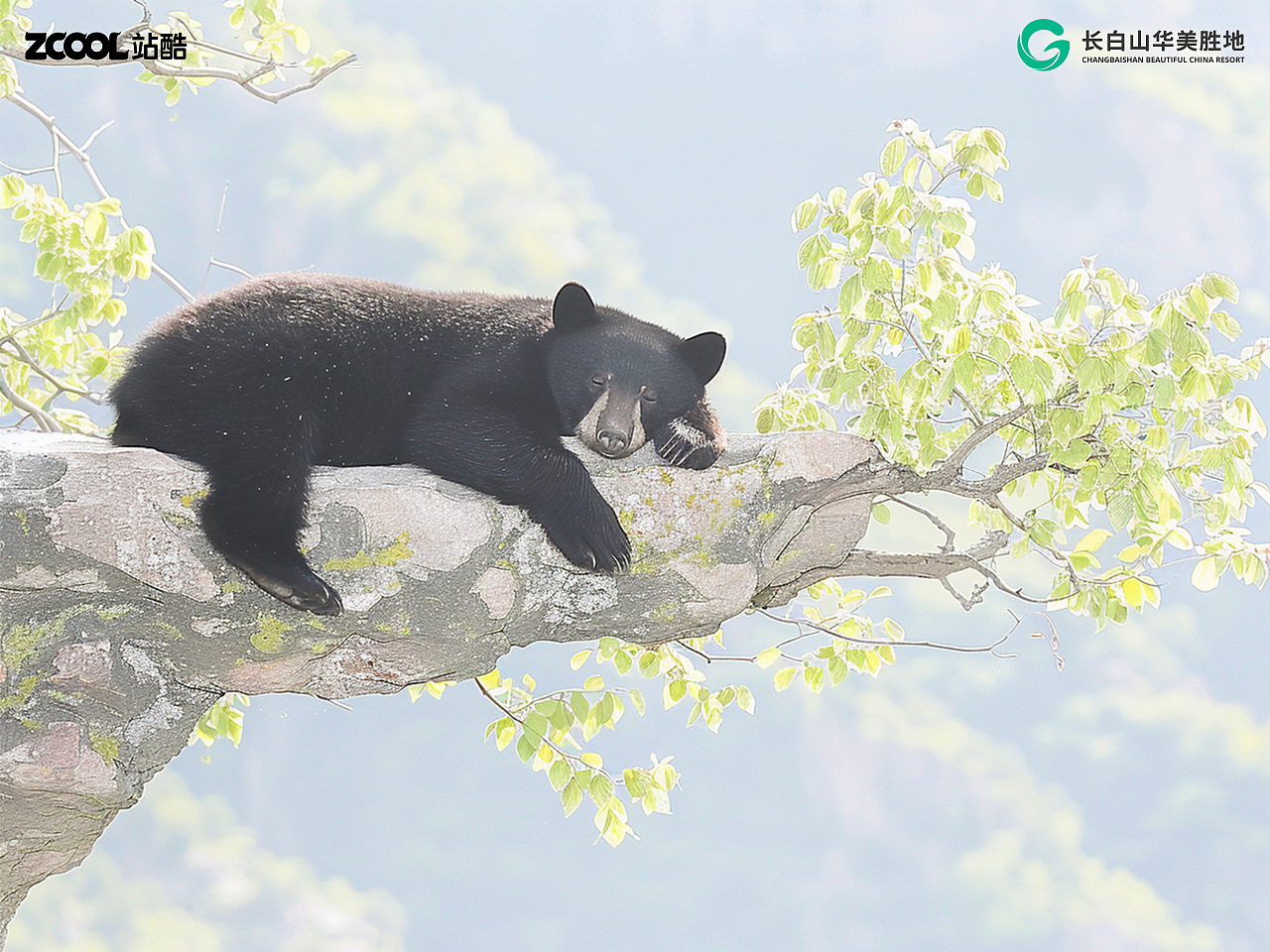 趴趴熊，趴着出道