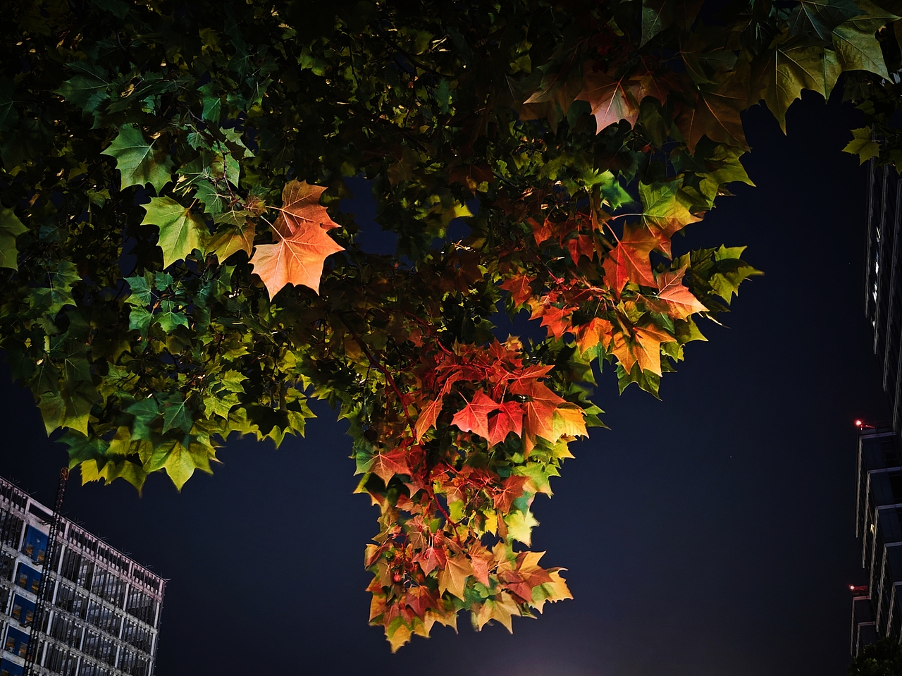 手机摄影-OPPO Find X6 pro