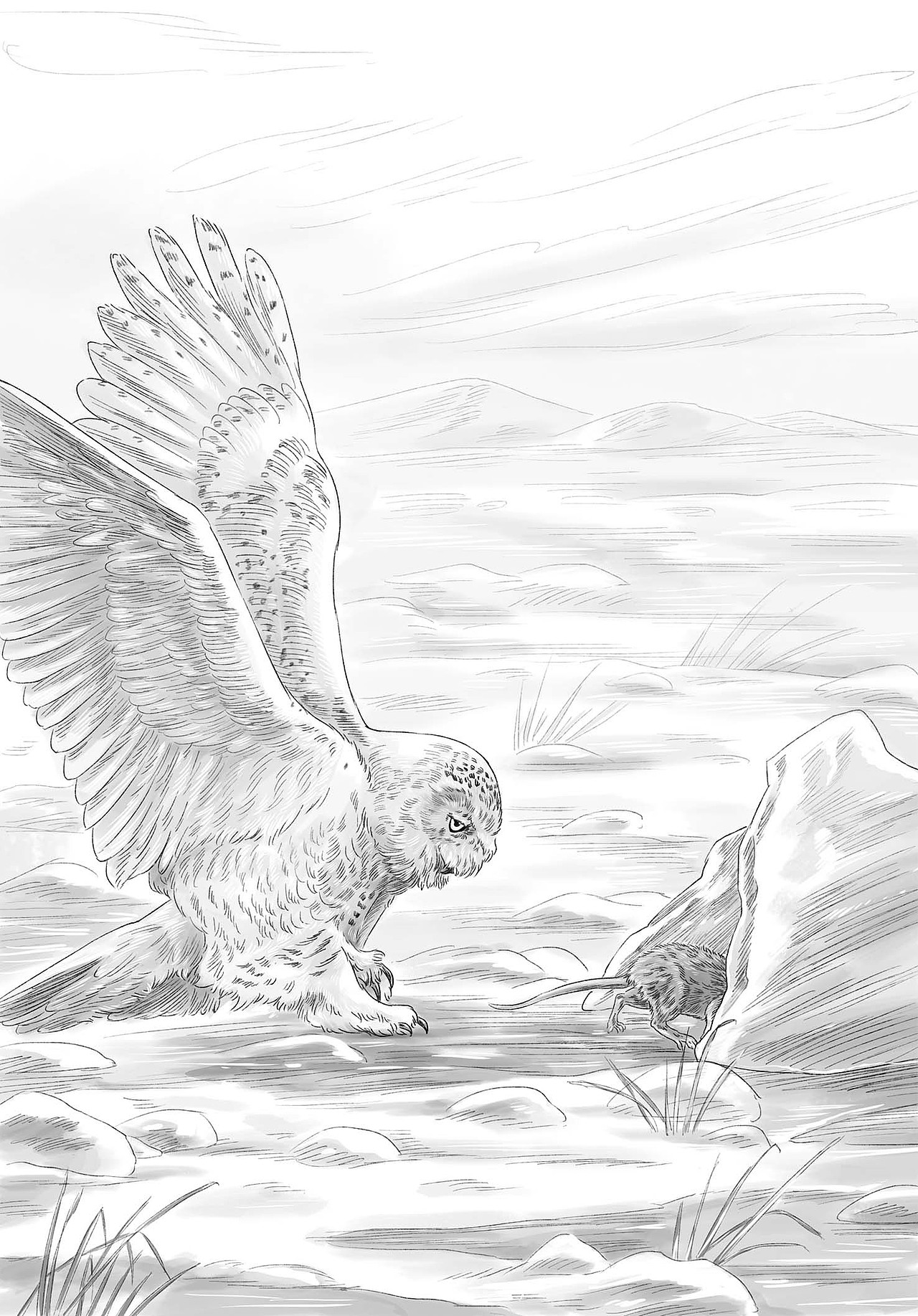 一些黑白商业插图(下)