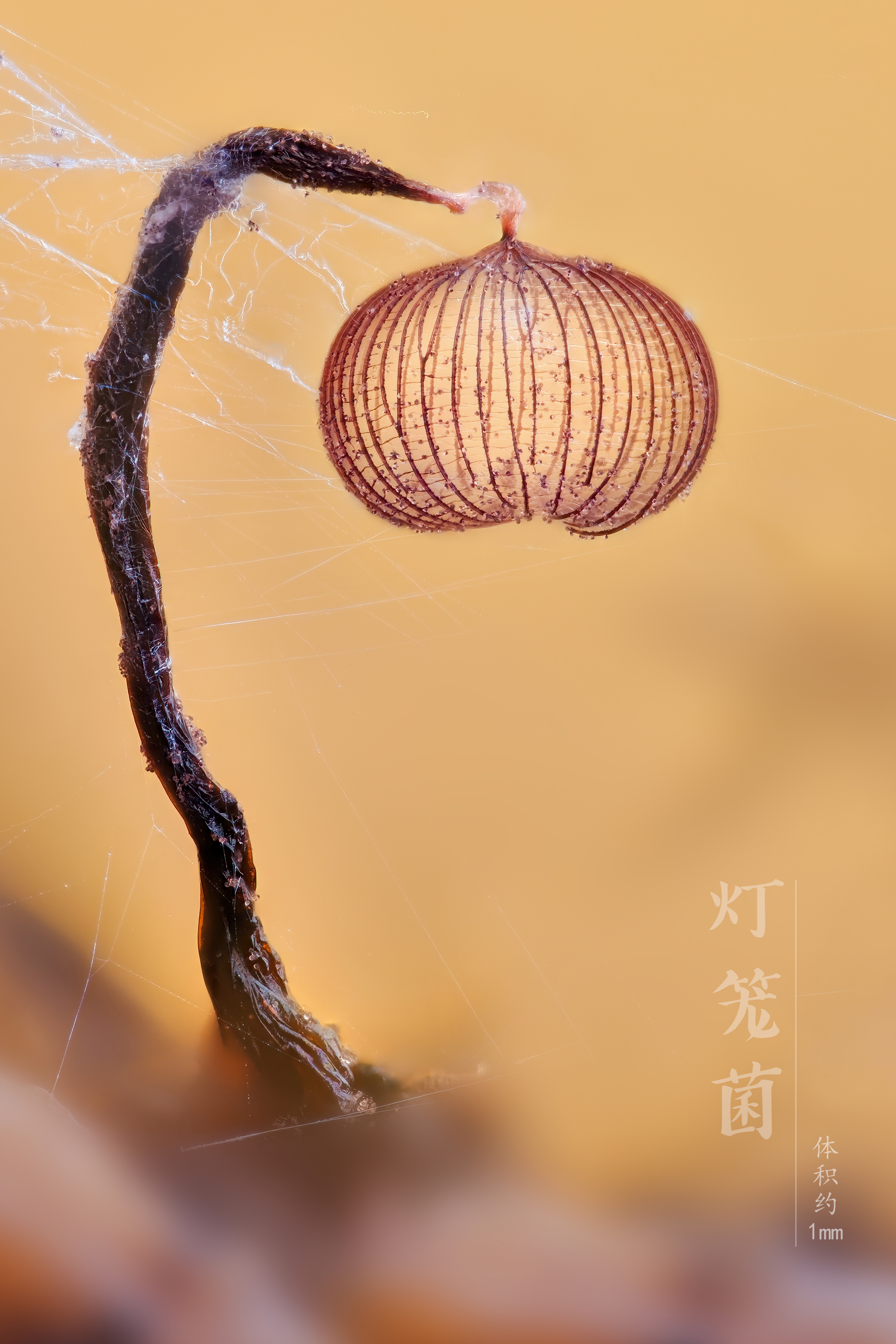 【站酷榜单·Top作品零距离】第374期（图ZMTQ4MzU4MDg=） - 观点 - 站酷设计师站酷创作中心原创素材 - 站酷ZCOOL