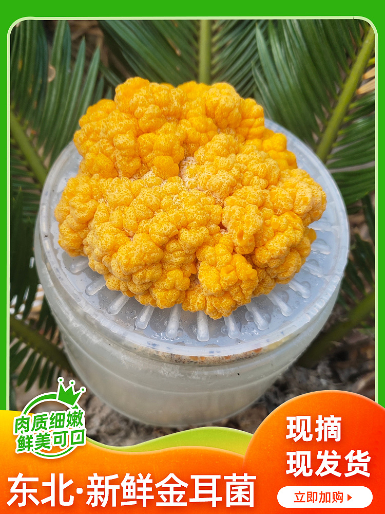 主图 直通车(食品 儿童产品)