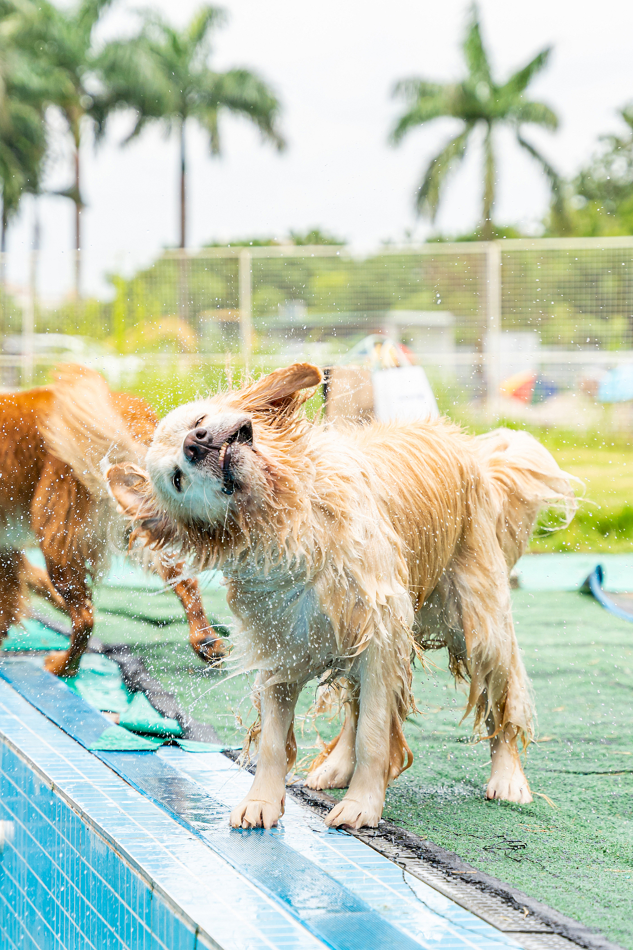 金毛游泳派對（圖ZMzcyMzY2Mjg4） - 寵物攝影 - 站酷設(shè)計師小樣攝影原創(chuàng)素材 - 站酷ZCOOL