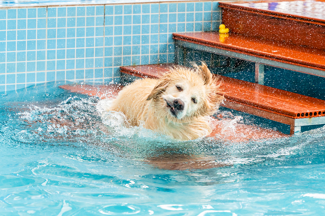 金毛游泳派對（圖ZMzcyMzY2Mjk2） - 寵物攝影 - 站酷設(shè)計師小樣攝影原創(chuàng)素材 - 站酷ZCOOL