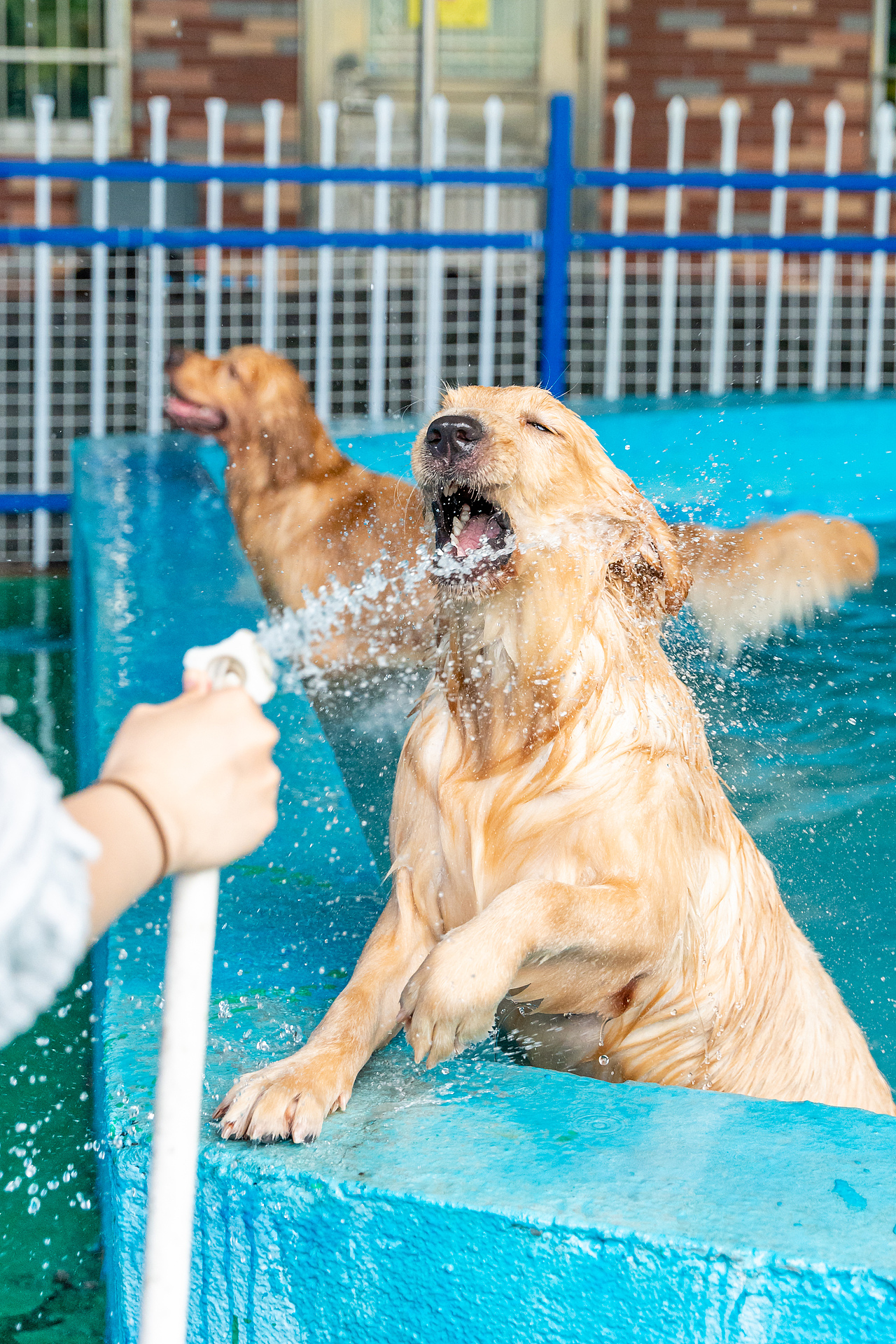金毛游泳派對（圖ZMzcyMzY2MzE2） - 寵物攝影 - 站酷設(shè)計師小樣攝影原創(chuàng)素材 - 站酷ZCOOL