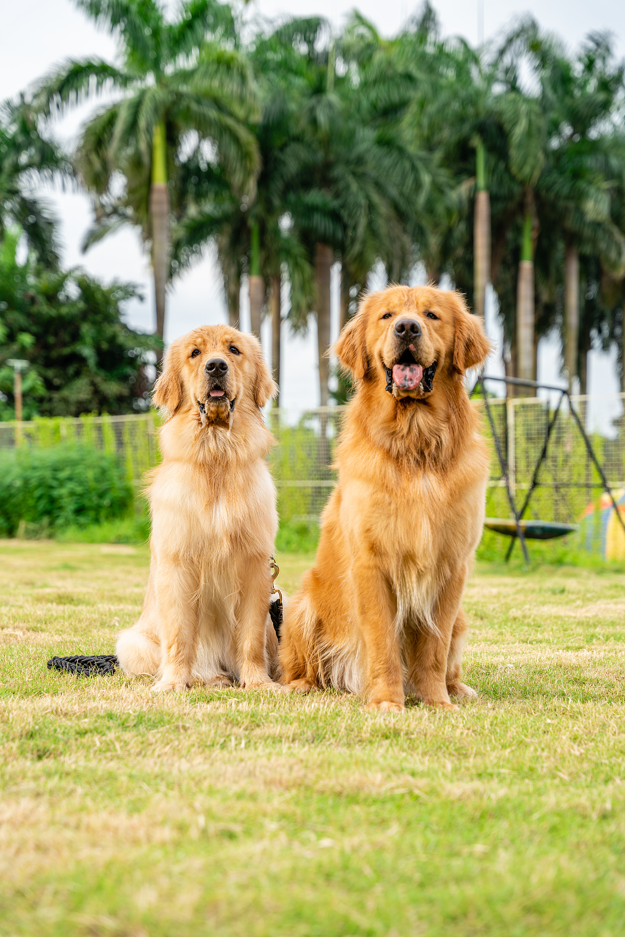 金毛游泳派對（圖ZMzcyMzY2MzIw） - 寵物攝影 - 站酷設(shè)計師小樣攝影原創(chuàng)素材 - 站酷ZCOOL