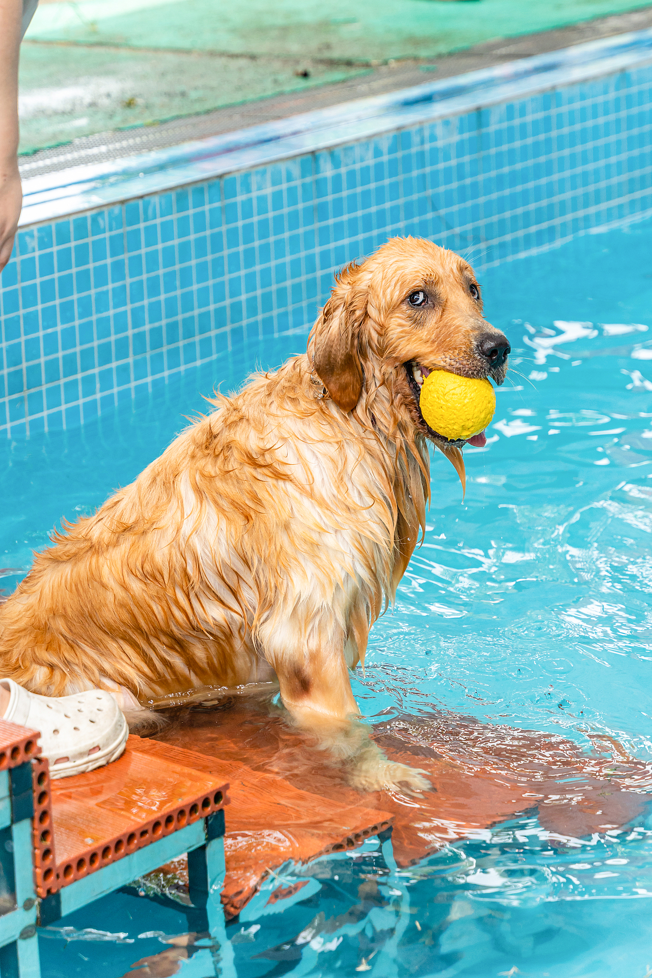 金毛游泳派對（圖ZMzcyMzY2MzI0） - 寵物攝影 - 站酷設(shè)計師小樣攝影原創(chuàng)素材 - 站酷ZCOOL