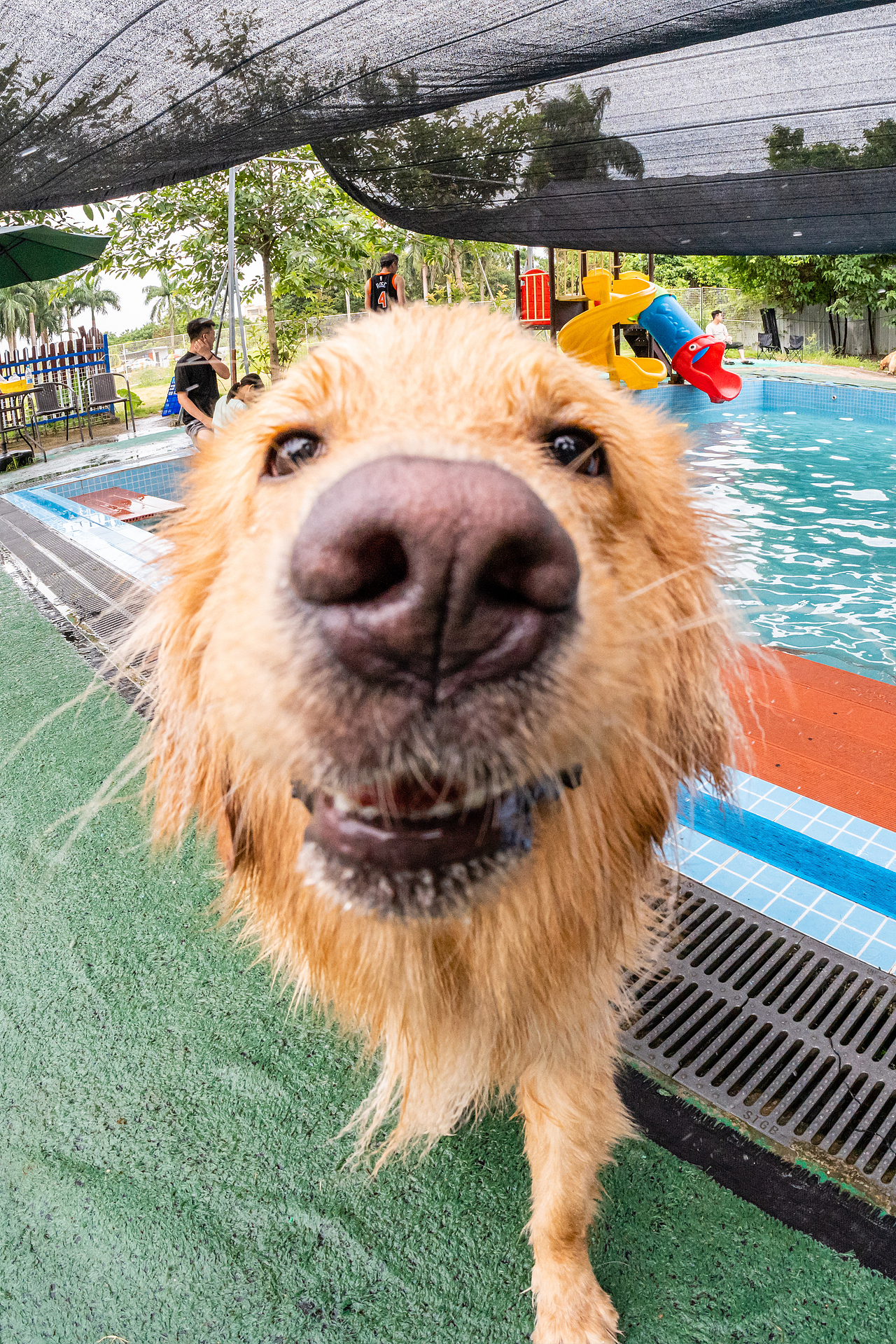 金毛游泳派對（圖ZMzcyMzY2MzQw） - 寵物攝影 - 站酷設(shè)計師小樣攝影原創(chuàng)素材 - 站酷ZCOOL