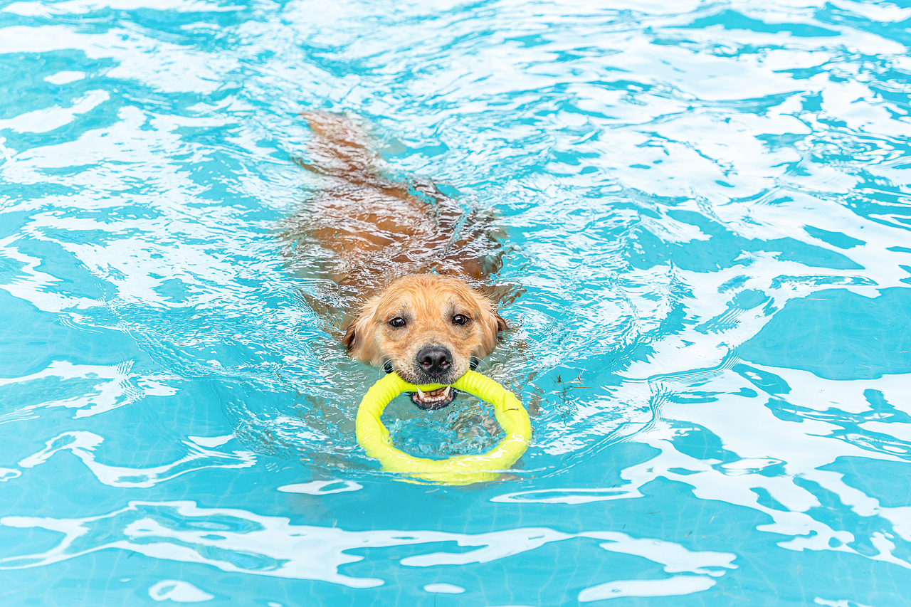 金毛游泳派對（圖ZMzcyMzY2MzI4） - 寵物攝影 - 站酷設(shè)計師小樣攝影原創(chuàng)素材 - 站酷ZCOOL