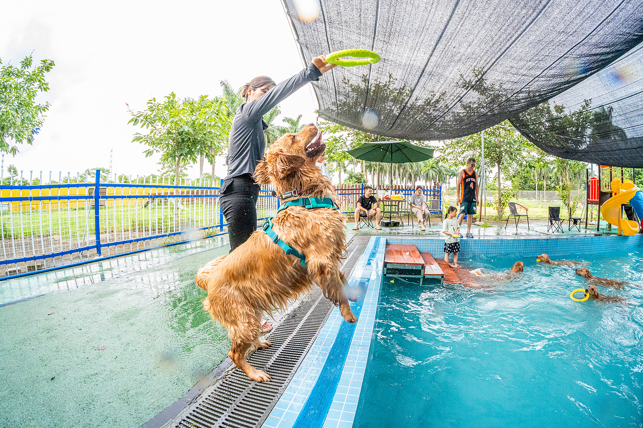 金毛游泳派對（圖ZMzcyMzY2NTY0） - 寵物攝影 - 站酷設(shè)計師小樣攝影原創(chuàng)素材 - 站酷ZCOOL