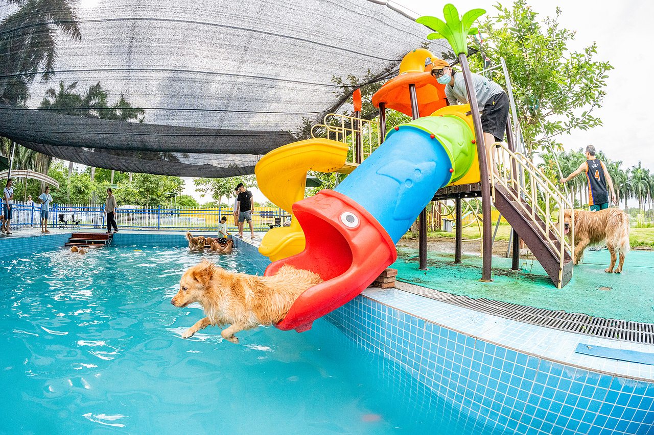 金毛游泳派對（圖ZMzcyMzY2NTYw） - 寵物攝影 - 站酷設(shè)計師小樣攝影原創(chuàng)素材 - 站酷ZCOOL