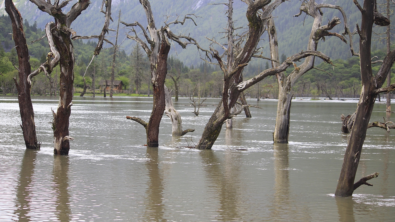 四姑娘山枯木滩（图ZMzcyNDE2OTg0） - 风光摄影 - 站酷设计师杪鹤原创素材 - 站酷ZCOOL