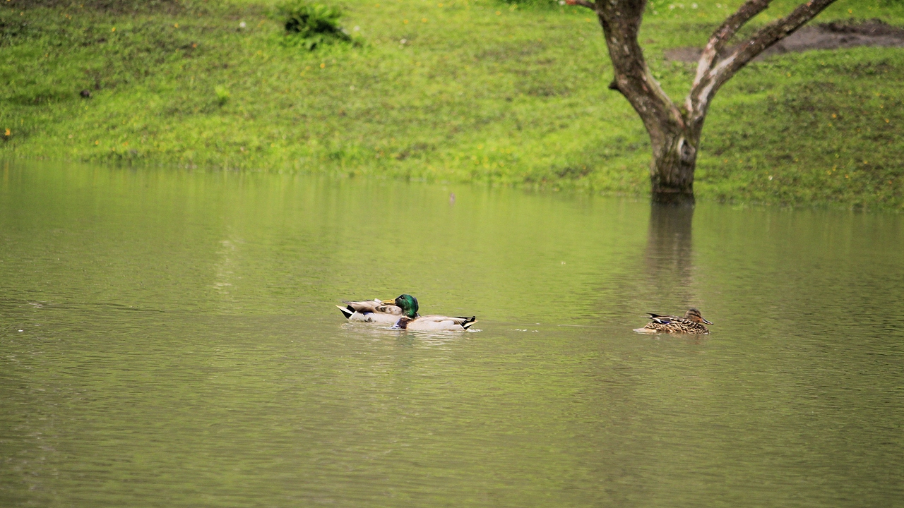四姑娘山枯木滩（图ZMzcyNDE3MDE2） - 风光摄影 - 站酷设计师杪鹤原创素材 - 站酷ZCOOL