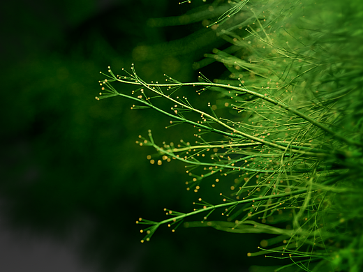 云烟（中支小重九）繁花篇