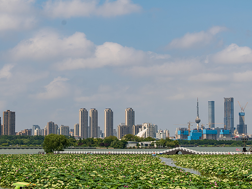 雨后的夏荷徐州