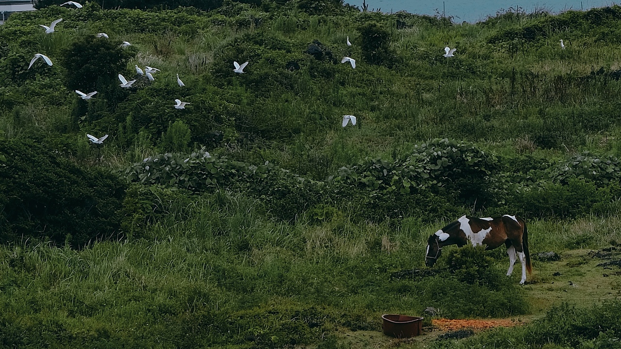 夏天到了，去濟州島看一次海吧（圖ZMzcyNjYyODc2） - 人文/紀實攝影 - 站酷設計師鬧海小樹原創(chuàng)素材 - 站酷ZCOOL