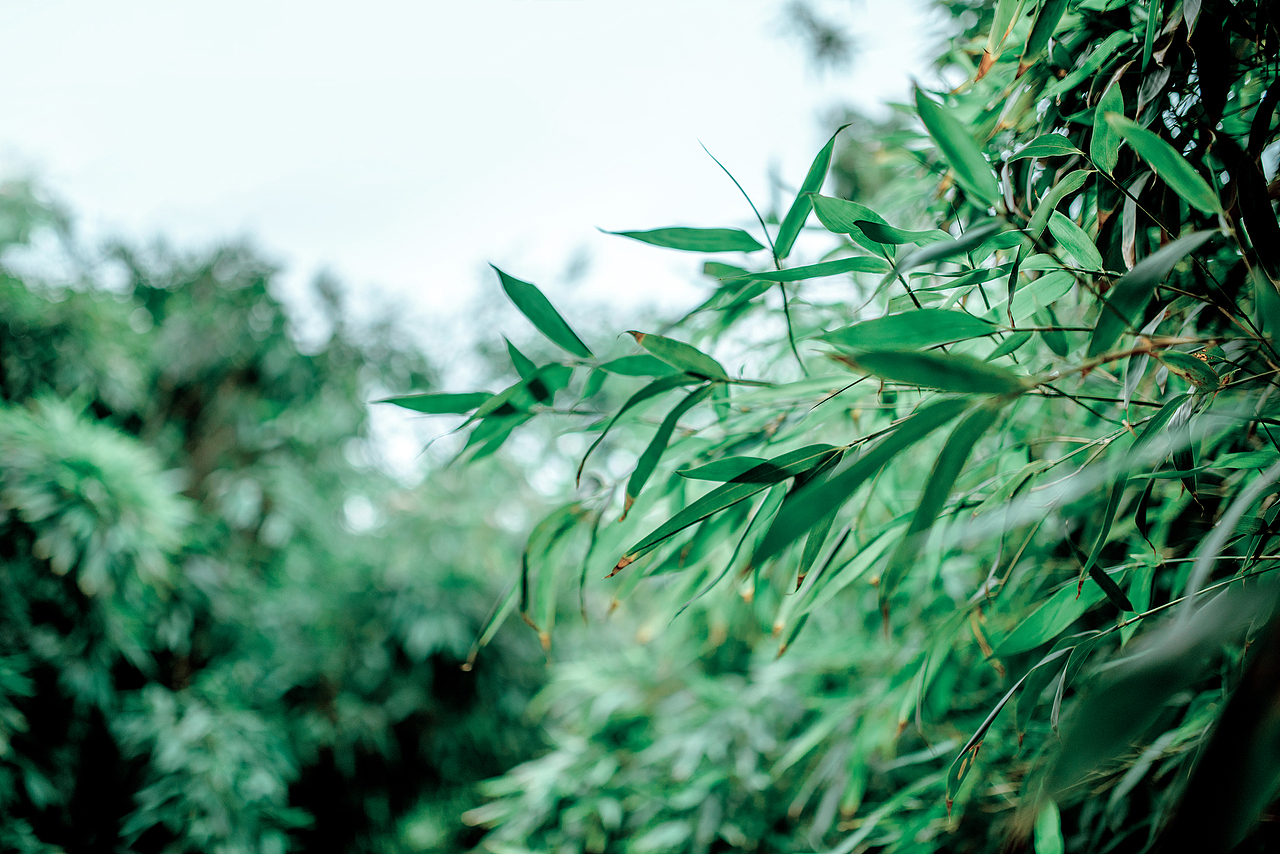 竹林（图ZMzcyNjk5NDEy） - 人像摄影 - 站酷设计师大卫009原创素材 - 站酷ZCOOL