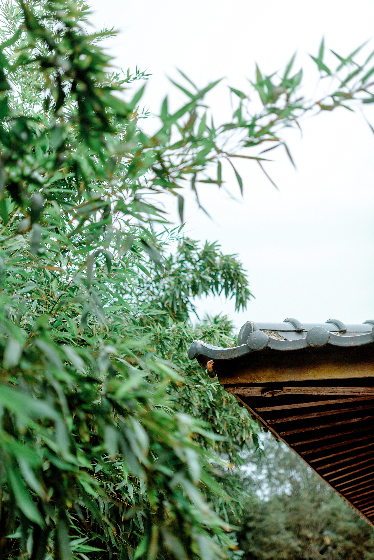 竹林（图ZMzcyNjk5NTAw） - 人像摄影 - 站酷设计师大卫009原创素材 - 站酷ZCOOL