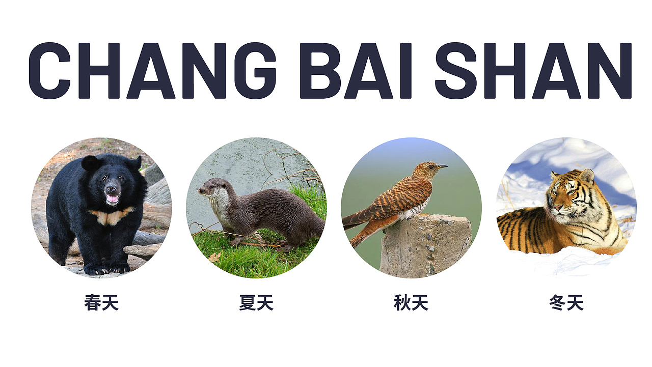 长白山顶流动物101———四季（图ZMzcyNzA3OTYw） - 海报 - 站酷设计师阿fie原创素材 - 站酷ZCOOL