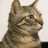 猫非猫的头像