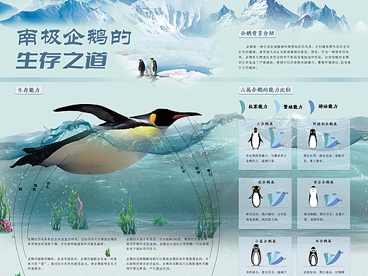南极企鹅的生存之道