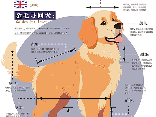 ”犬心犬意“之职业犬信息可视化设计