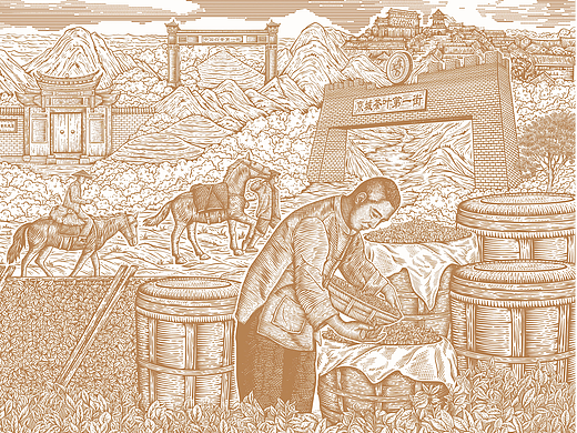 原创插画 | 金盛兰白茶插画设计
