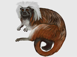 動(dòng)物系列（萬物之靈---靈長(zhǎng)目）