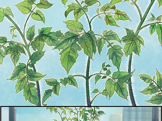 【无言录】日常（1）樱桃番茄