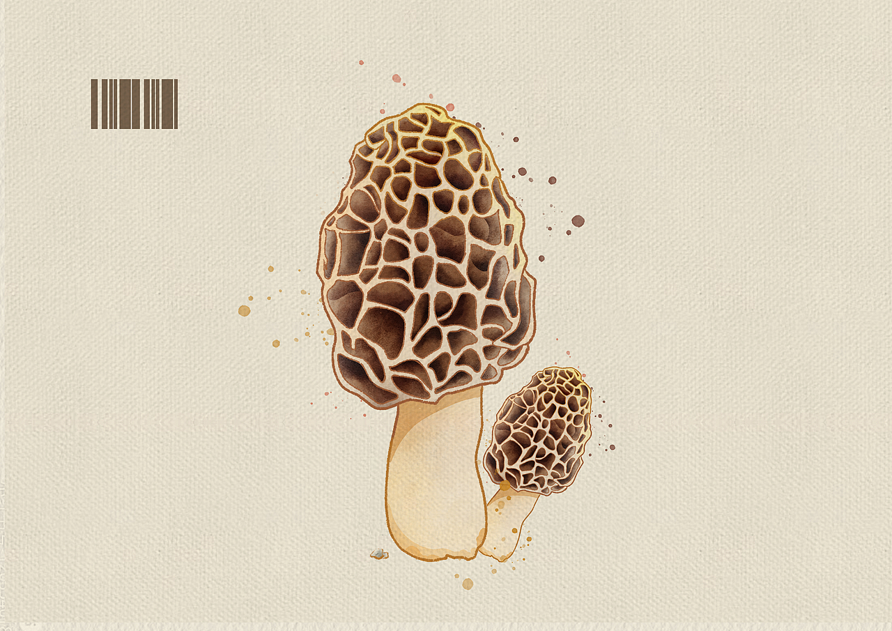 蘑菇 蘑菇（图ZMzczMzU1NjMy） - 创作习作 - 站酷设计师银桑的草莓味酸奶原创素材 - 站酷ZCOOL