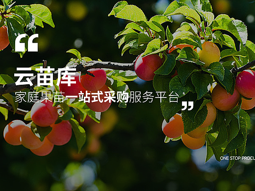 云苗库小程序