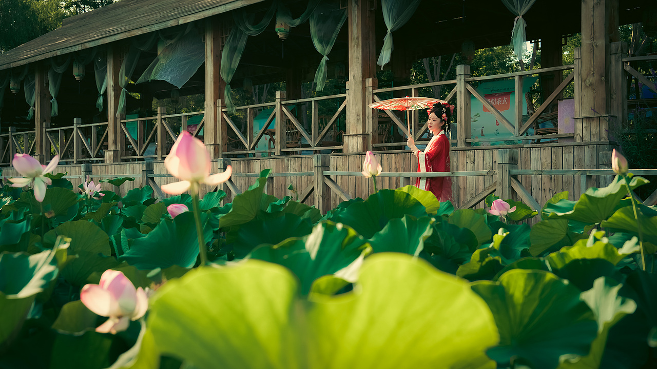 盛夏 | 汉服 | 荷花（图ZMzczNDcyOTg4） - 人像摄影 - 站酷设计师Tol去发现美原创素材 - 站酷ZCOOL