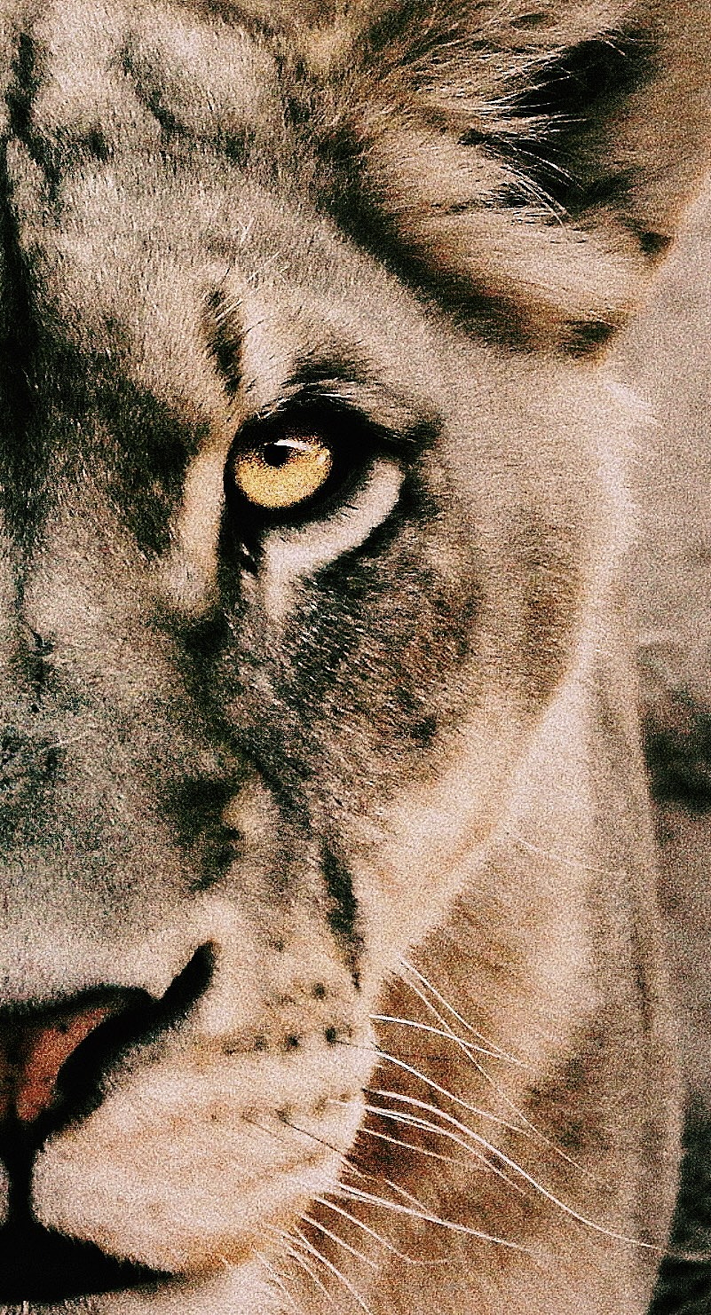 狩猎者的眼神（图ZMzczNTI4NjQ0） - 其他摄影 - 站酷设计师歪猴儿Terry原创素材 - 站酷ZCOOL