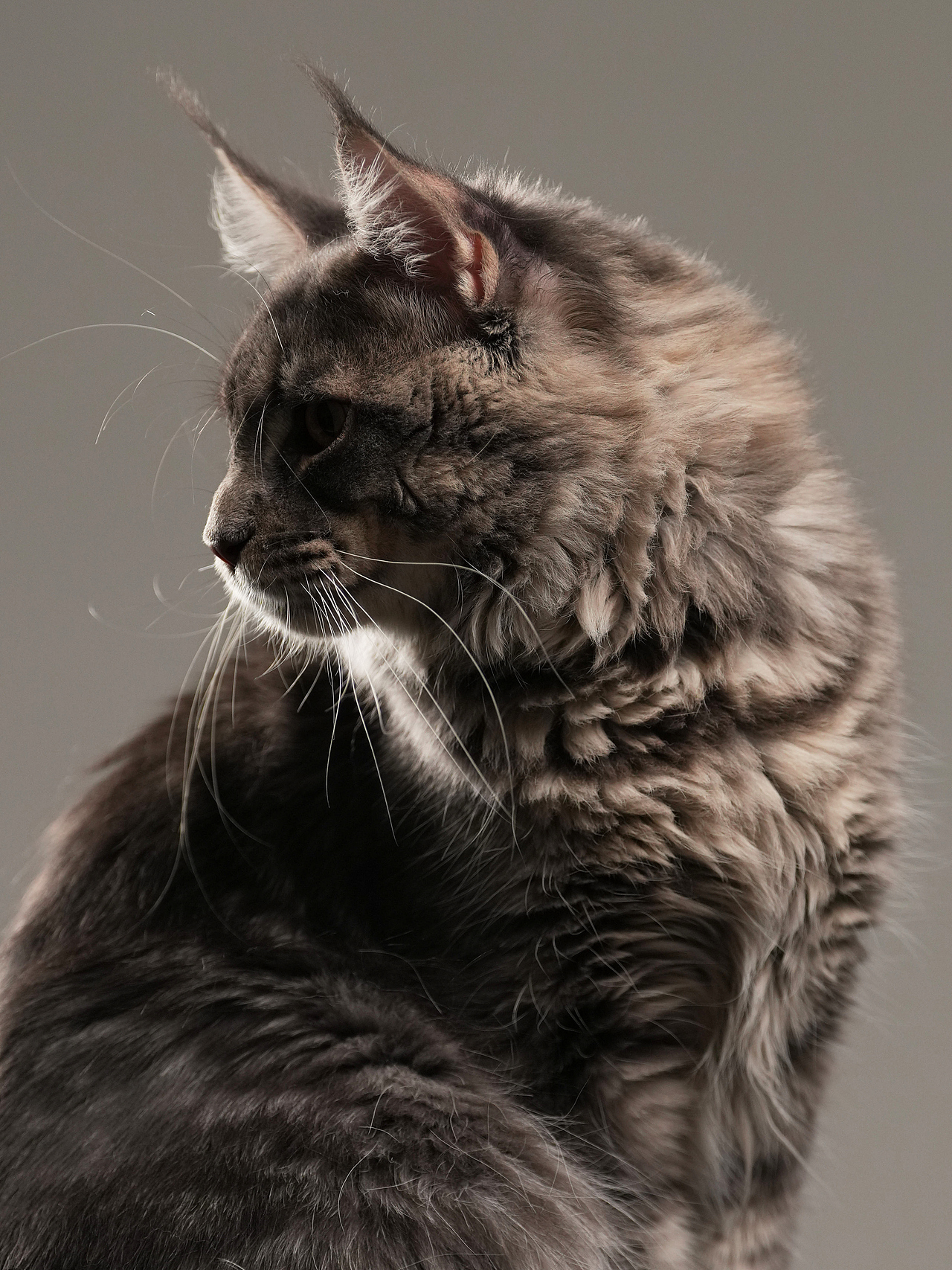 北京7PHOTO宠物摄影