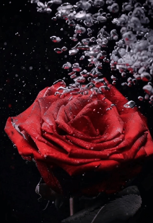 AI产品广告-范思哲迪伦女士