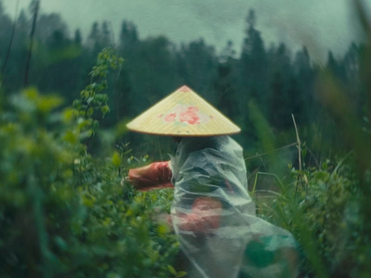 雨｜森林｜茶
