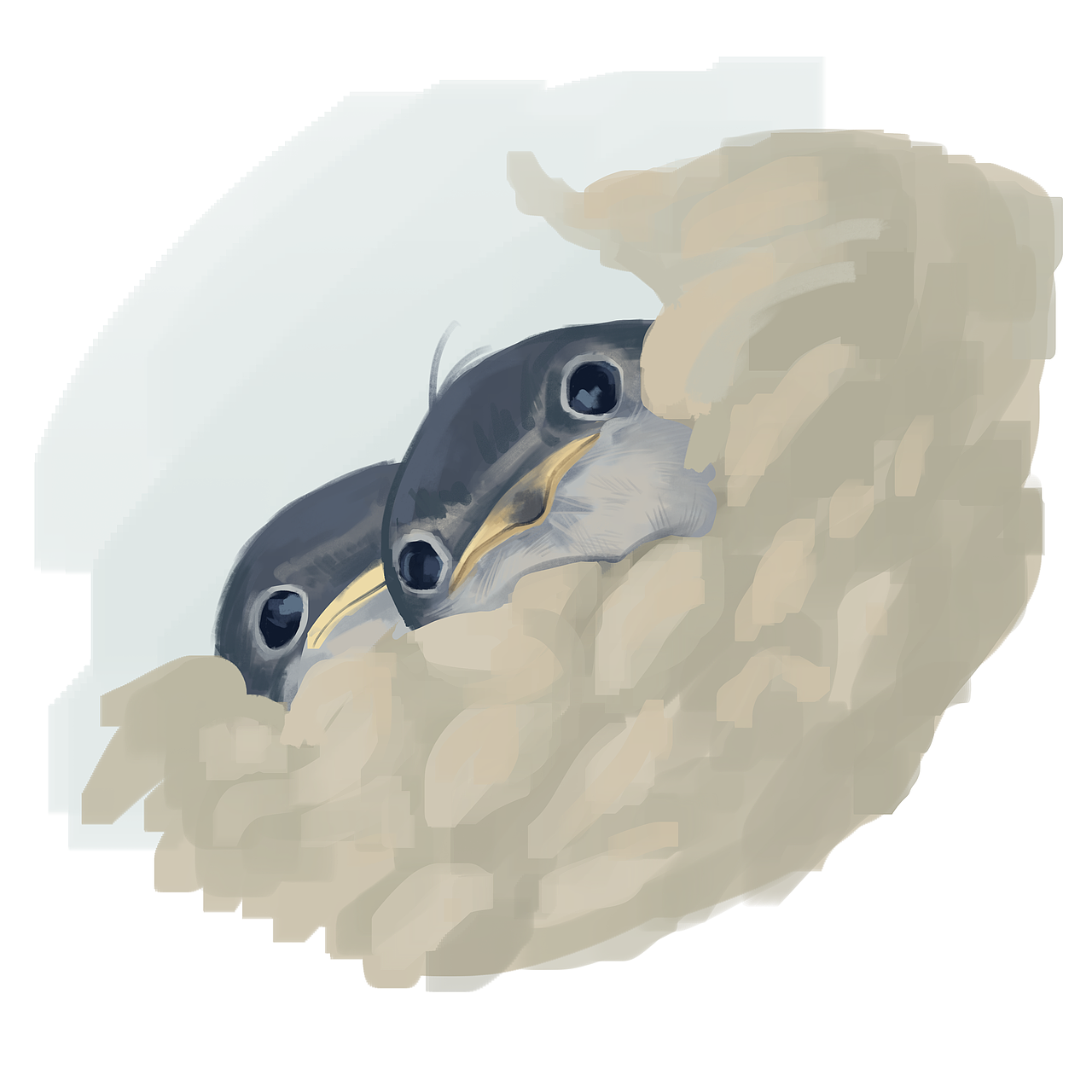 白腹毛腿燕子绘画过程