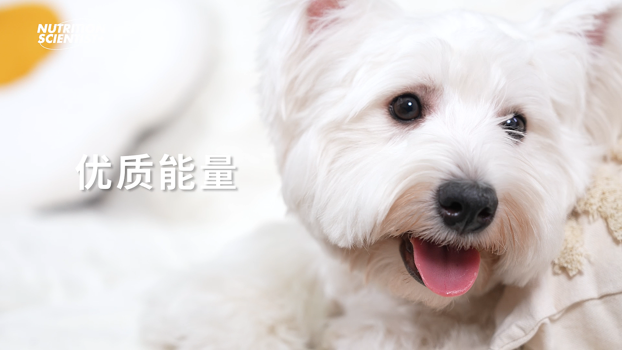布兰德幼犬奶糕粮（图ZMzczOTY5MjU2） - 产品摄影 - 站酷设计师野生摄影师大瑶原创素材 - 站酷ZCOOL